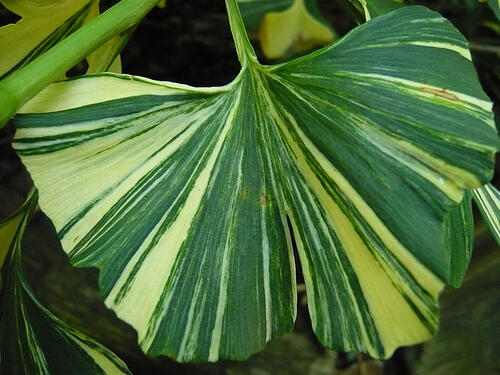 Jinan dvoulaločný 'Horizontalis Variegata' - Ginkgo biloba 'Horizontalis Variegata'