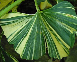 Jinan dvoulaločný 'Horizontalis Variegata'