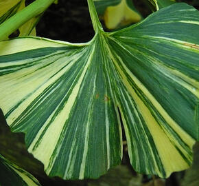 Jinan dvoulaločný 'Horizontalis Variegata' - Ginkgo biloba 'Horizontalis Variegata'