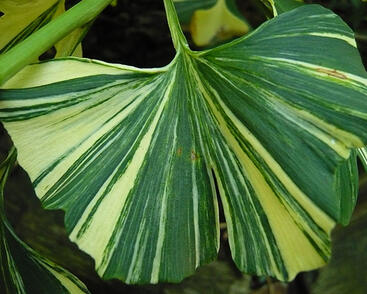 Jinan dvoulaločný 'Horizontalis Variegata'