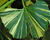 Jinan dvoulaločný 'Horizontalis Variegata'