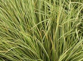 Puškvorec trávolistý 'Argenteostriatus' - Acorus gramineus 'Argenteostriatus'