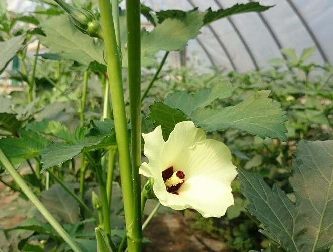 Ibiškovec jedlý, okra - Abelmoschus esculentus