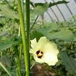Ibiškovec jedlý, okra - Abelmoschus esculentus