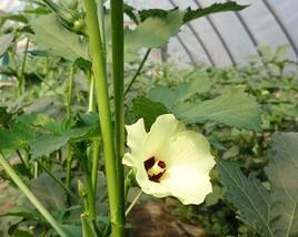Ibiškovec jedlý, okra