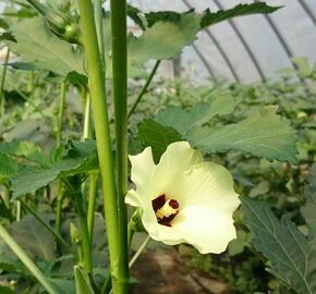 Ibiškovec jedlý, okra - Abelmoschus esculentus