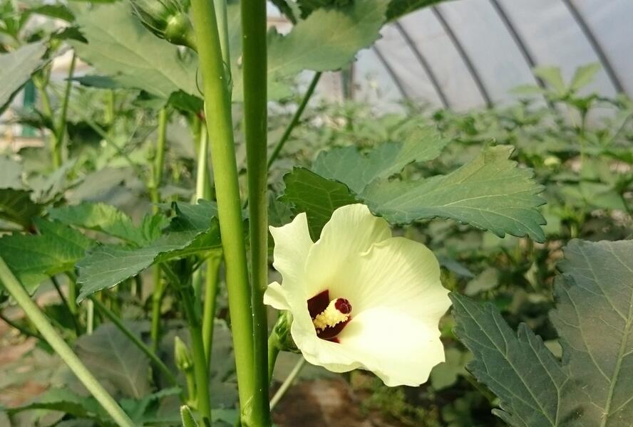 Ibiškovec jedlý, okra - Abelmoschus esculentus
