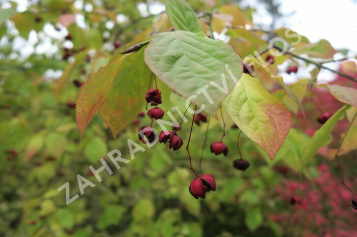 Brslen - Euonymus planipes