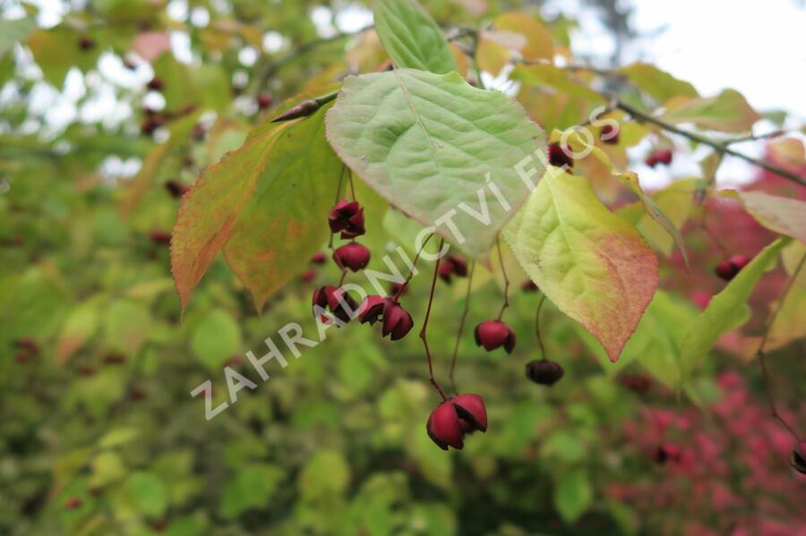 Brslen - Euonymus planipes