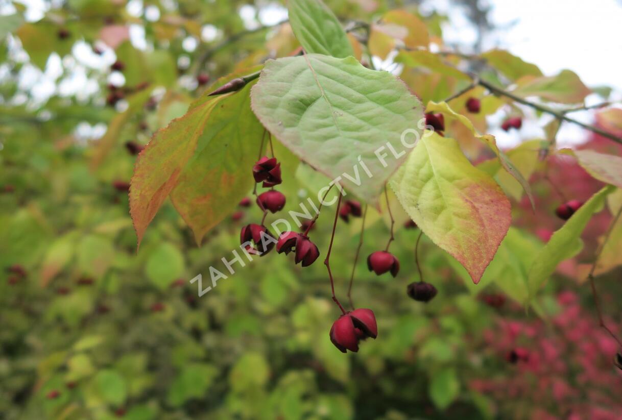 Brslen - Euonymus planipes
