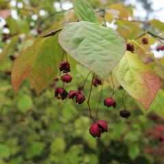 Brslen - Euonymus planipes