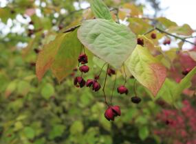Brslen - Euonymus planipes