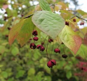 Brslen - Euonymus planipes