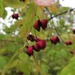 Brslen - Euonymus planipes