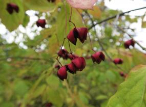 Brslen - Euonymus planipes