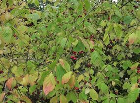 Brslen - Euonymus planipes