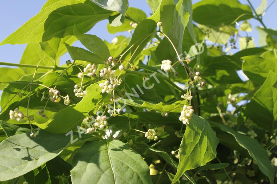 Brslen - Euonymus planipes