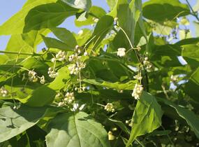 Brslen - Euonymus planipes