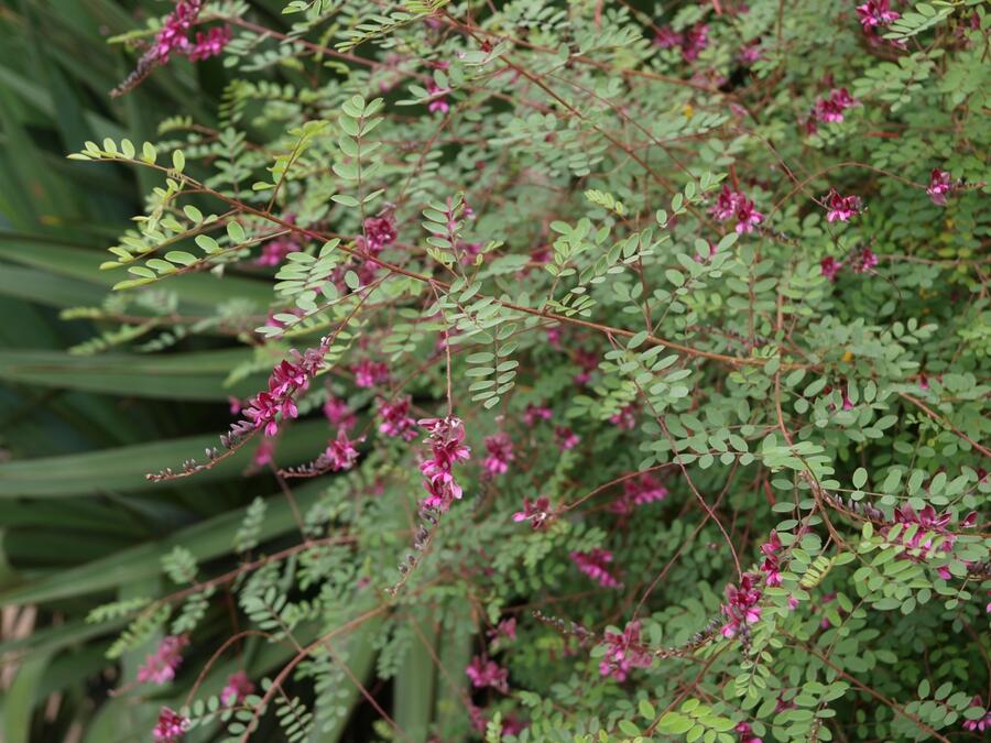 Modřil různokvětý - Indigofera heterantha