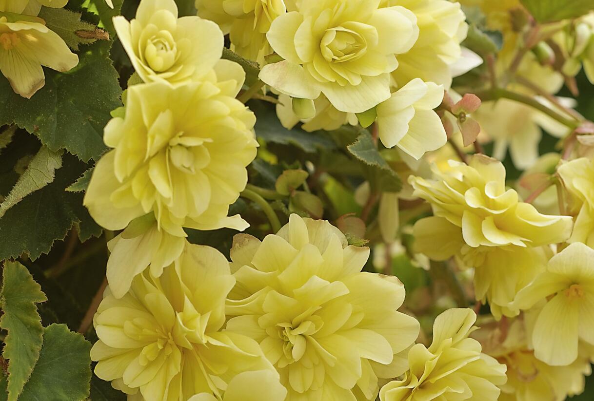 Begónie hlíznatá 'Belina Lemon' - Begonia tuberhybrida 'Belina Lemon'
