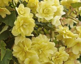 Begónie hlíznatá 'Belina Lemon'