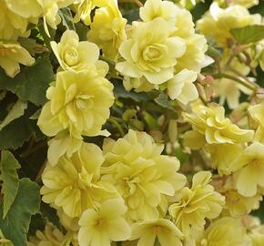 Begónie hlíznatá 'Belina Lemon' - Begonia tuberhybrida 'Belina Lemon'