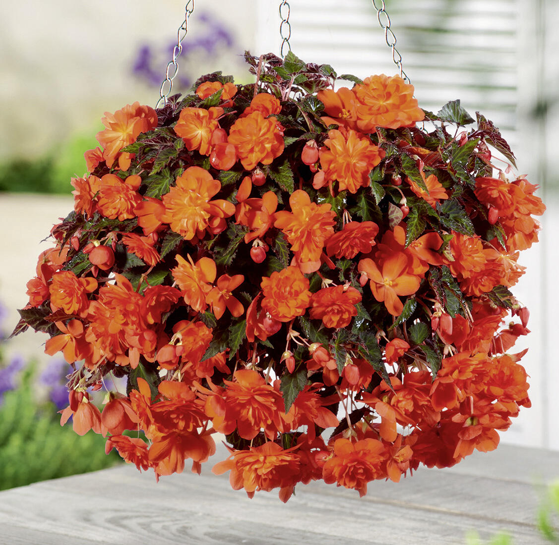 бегония иллюминейшн оранж. бегония элатиор оранж. бегония махровая оранжевая клубневая. бегония клубневая оранж. бегония дабл оранж.