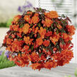 Begónie hlíznatá 'Belina Orange' - Begonia tuberhybrida 'Belina Orange'