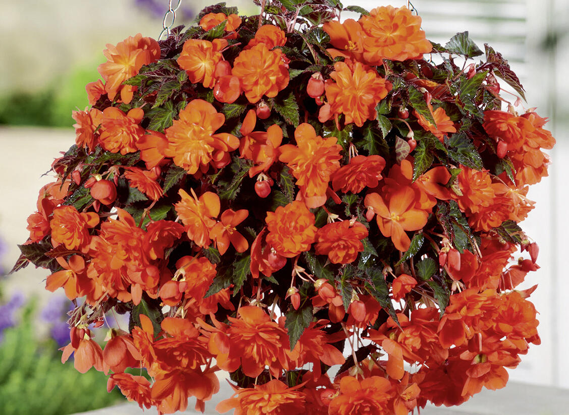 Begónie hlíznatá 'Belina Orange' - Begonia tuberhybrida 'Belina Orange'