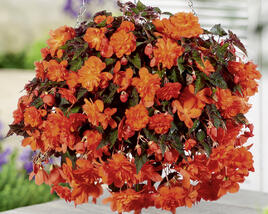 Begónie hlíznatá 'Belina Orange'