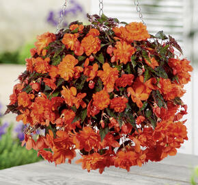 Begónie hlíznatá 'Belina Orange' - Begonia tuberhybrida 'Belina Orange'