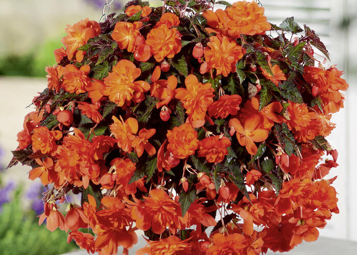 Begónie hlíznatá 'Belina Orange' - Begonia tuberhybrida 'Belina Orange'