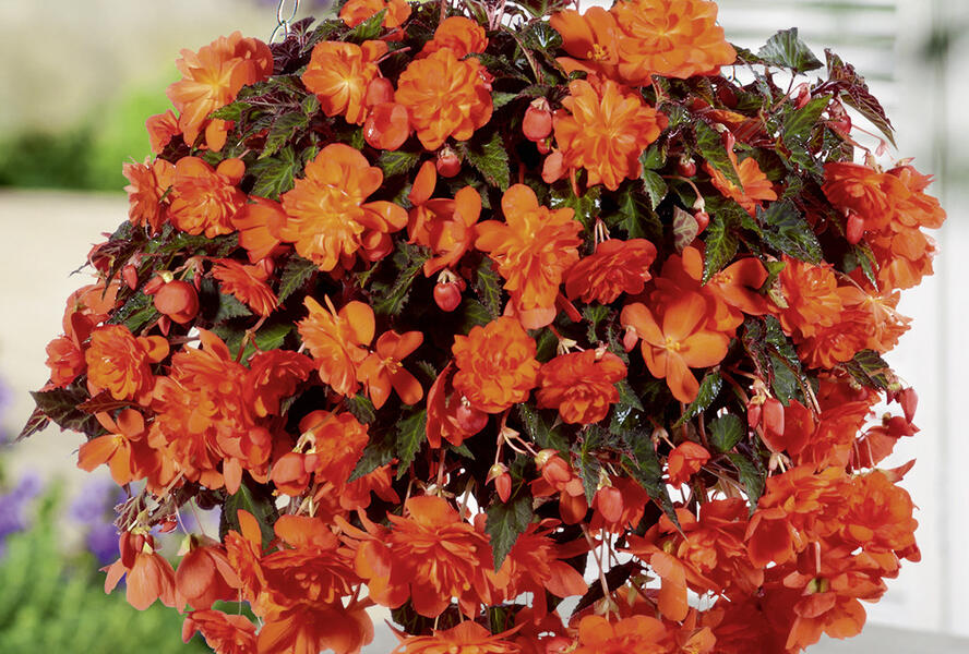 Begónie hlíznatá 'Belina Orange' - Begonia tuberhybrida 'Belina Orange'