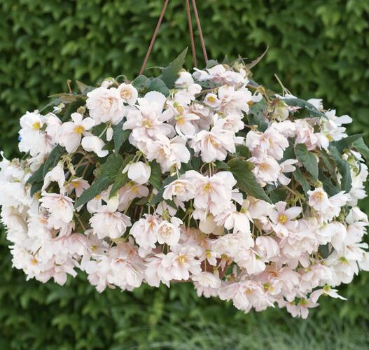 Begónie hlíznatá 'Belina Apricot' - Begonia tuberhybrida 'Belina Apricot'