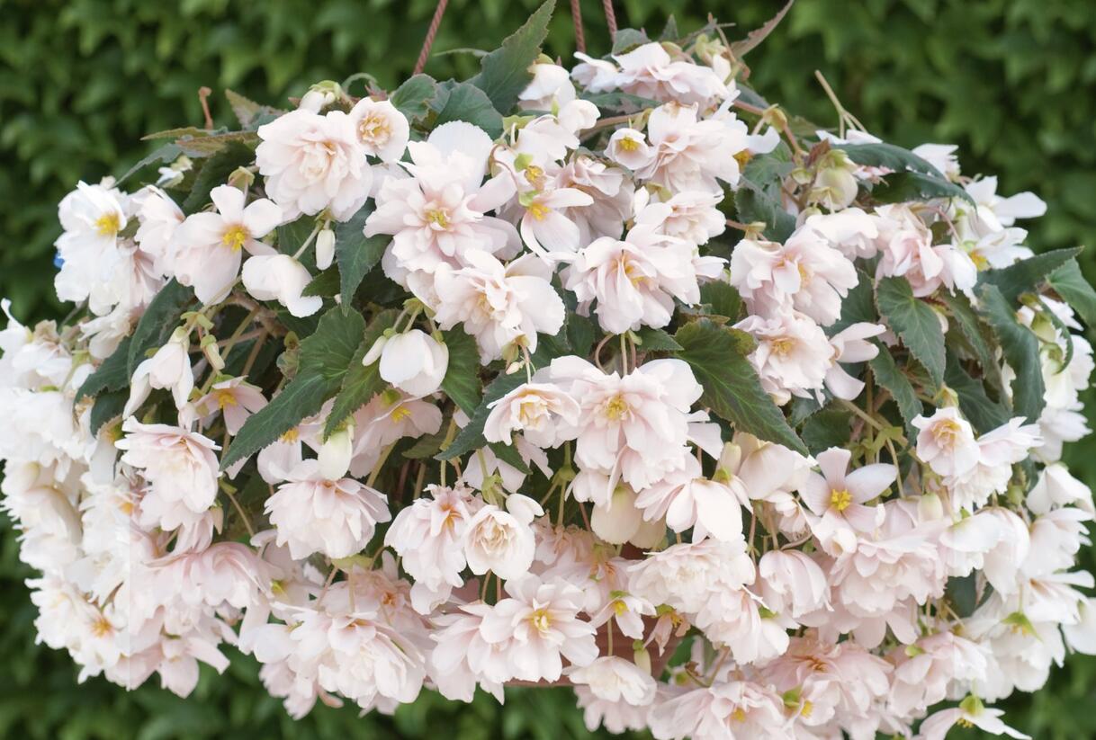 Begónie hlíznatá 'Belina Apricot' - Begonia tuberhybrida 'Belina Apricot'