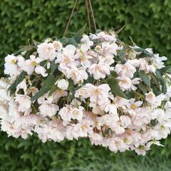 Begónie hlíznatá 'Belina Apricot' - Begonia tuberhybrida 'Belina Apricot'