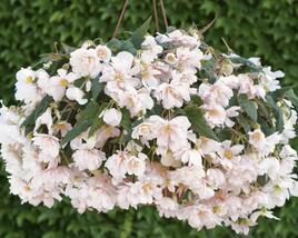 Begónie hlíznatá 'Belina Apricot'