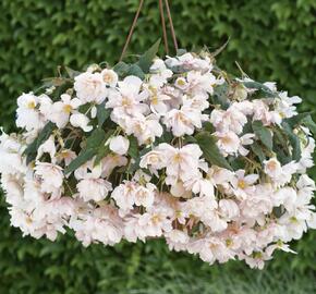 Begónie hlíznatá 'Belina Apricot' - Begonia tuberhybrida 'Belina Apricot'