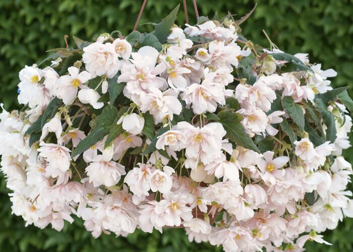 Begónie hlíznatá 'Belina Apricot' - Begonia tuberhybrida 'Belina Apricot'