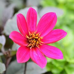 Jiřina 'Happy Days Rose' - Dahlia 'Happy Days Rose'