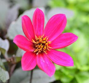 Jiřina 'Happy Days Rose' - Dahlia 'Happy Days Rose'