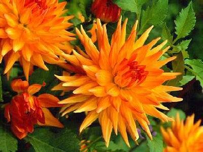 Jiřina 'Cactus Orange Yellow' - Dahlia 'Cactus Orange Yellow'