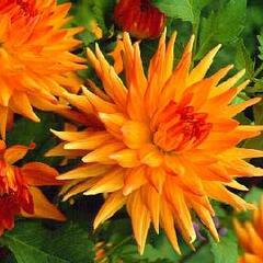 Jiřina 'Cactus Orange Yellow' - Dahlia 'Cactus Orange Yellow'