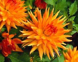 Jiřina 'Cactus Orange Yellow'