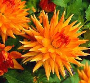 Jiřina 'Cactus Orange Yellow' - Dahlia 'Cactus Orange Yellow'