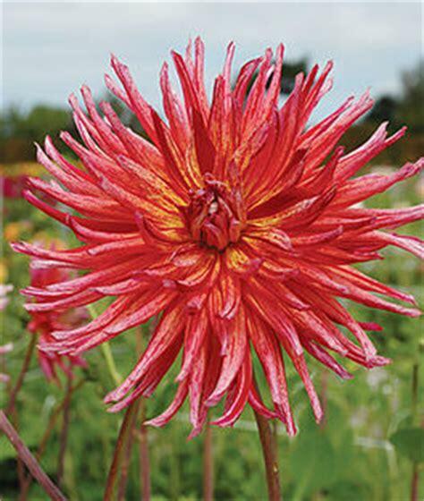 Jiřina 'Cactus Namara' - Dahlia 'Cactus Namara'