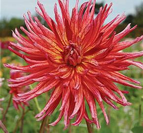 Jiřina 'Cactus Namara' - Dahlia 'Cactus Namara'