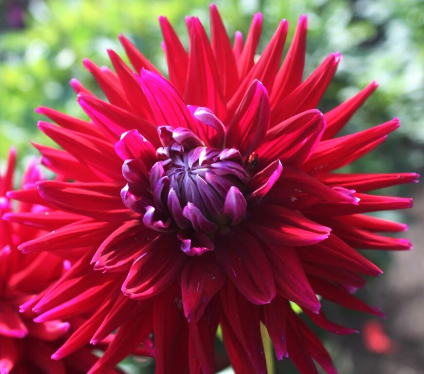 Jiřina 'Cactus Gerry Scot' - Dahlia 'Cactus Gerry Scot'