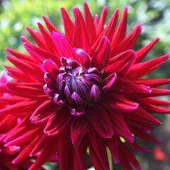 Jiřina 'Cactus Gerry Scot' - Dahlia 'Cactus Gerry Scot'