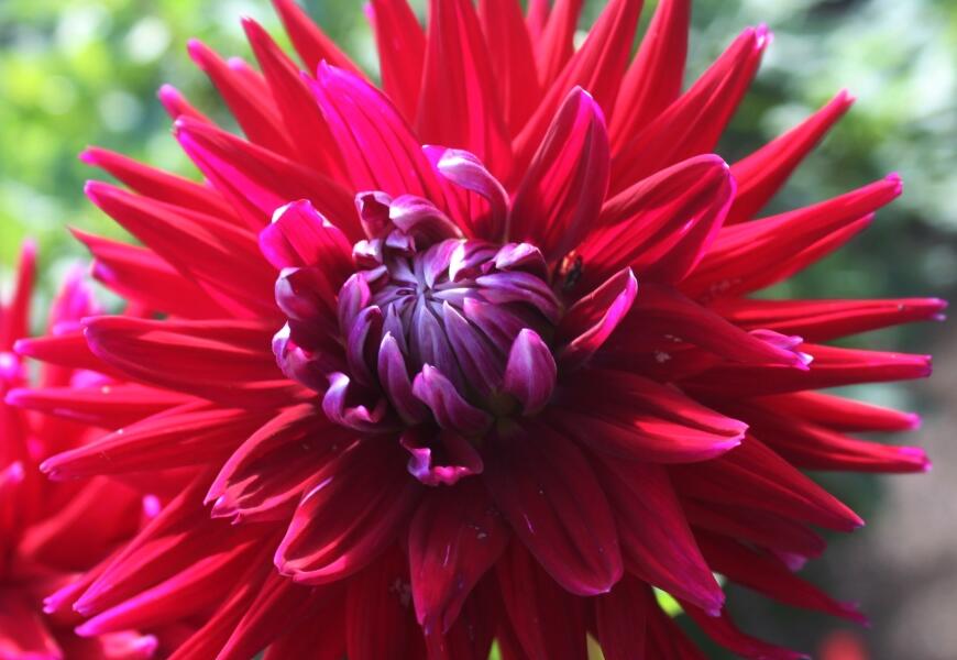 Jiřina 'Cactus Gerry Scot' - Dahlia 'Cactus Gerry Scot'